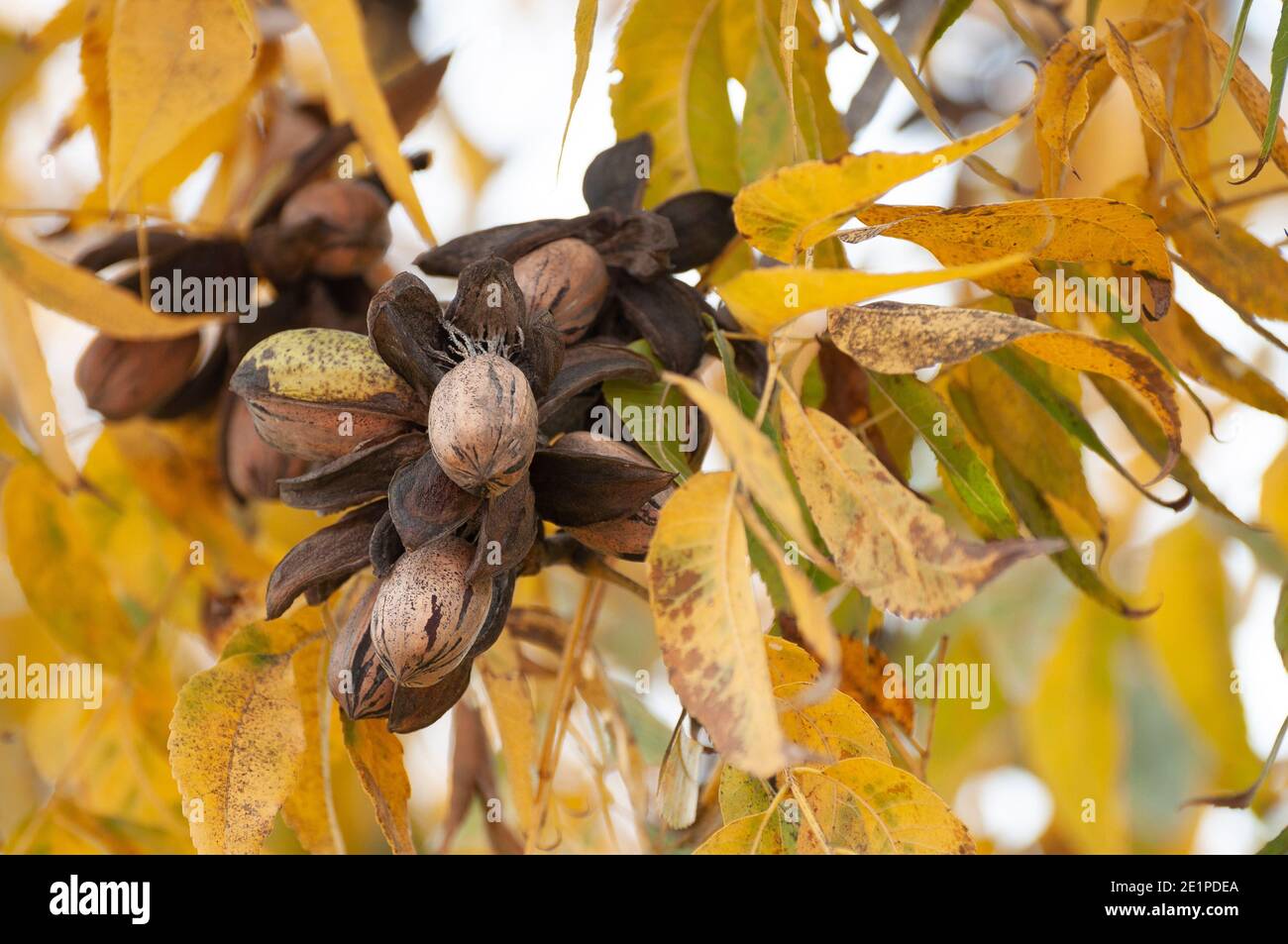 Pacanes sur un arbre dans un verger de pacanes Banque D'Images