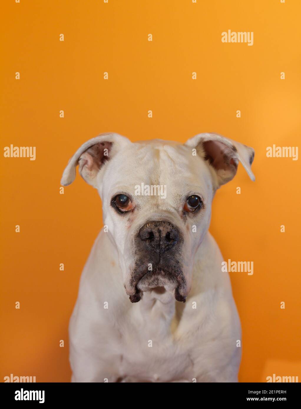 Portrait d'un chien Boxer blanc sur fond orange. Banque D'Images