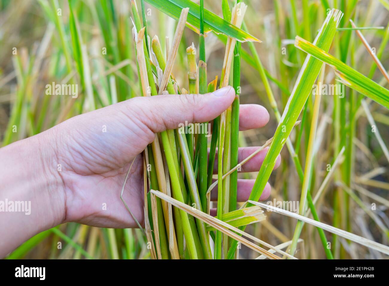 Épis de riz mûrs dans une main d'homme. Produits de riz concept ...