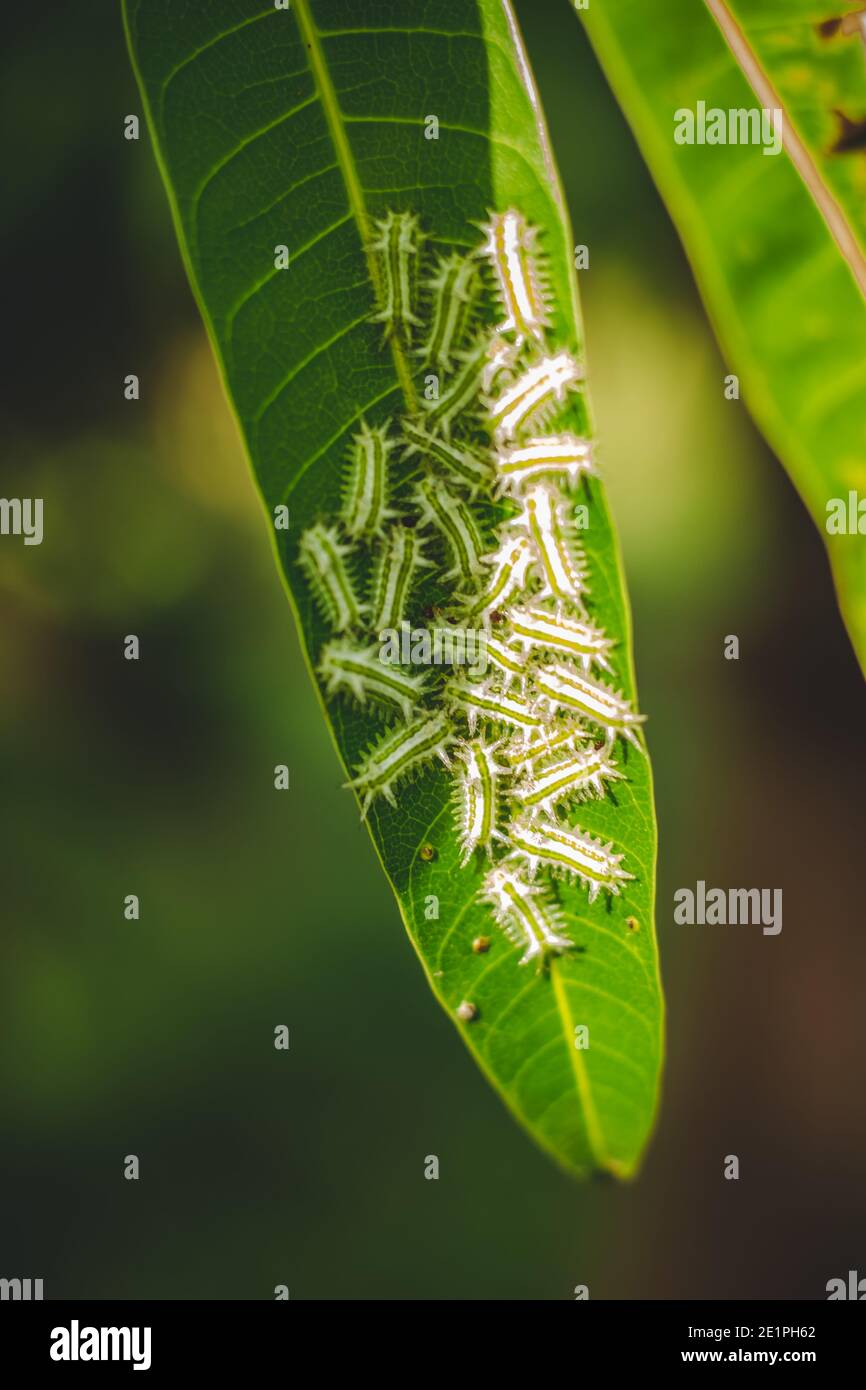 Le Groupe De Moth De Moth De Bebe Caterpillars Sur La Feuille D Arbre De Mangue Verte Avec Lumiere Du Soleil Et Ombres Caterpillar Bebes Colonie Sur Les Feuilles Vertes Toxique Photo Stock Le Groupe De Moth De Moth De Bebe Caterpillars Sur La Feuille D Arbre De Mangue Verte Avec Lumiere Du Soleil Et Ombres Caterpillar Bebes Colonie Sur Les Feuilles Vertes Toxique Photo Stock