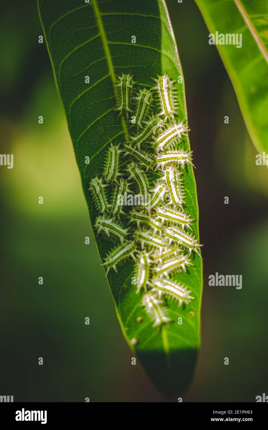 Le Groupe De Moth De Moth De Bebe Caterpillars Sur La Feuille D Arbre De Mangue Verte Avec Lumiere Du Soleil Et Ombres Caterpillar Bebes Colonie Sur Les Feuilles Vertes Toxique Photo Stock Le Groupe De Moth De Moth De Bebe Caterpillars Sur La Feuille D Arbre De Mangue Verte Avec Lumiere Du Soleil Et Ombres Caterpillar Bebes Colonie Sur Les Feuilles Vertes Toxique Photo Stock