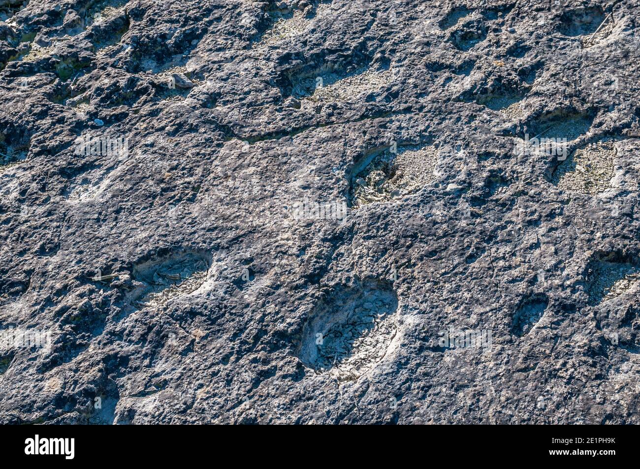 Ichnite, piste fossile, empreinte, Enteledon, Sant Mateu de Bages, Catalogne, Espagne Banque D'Images