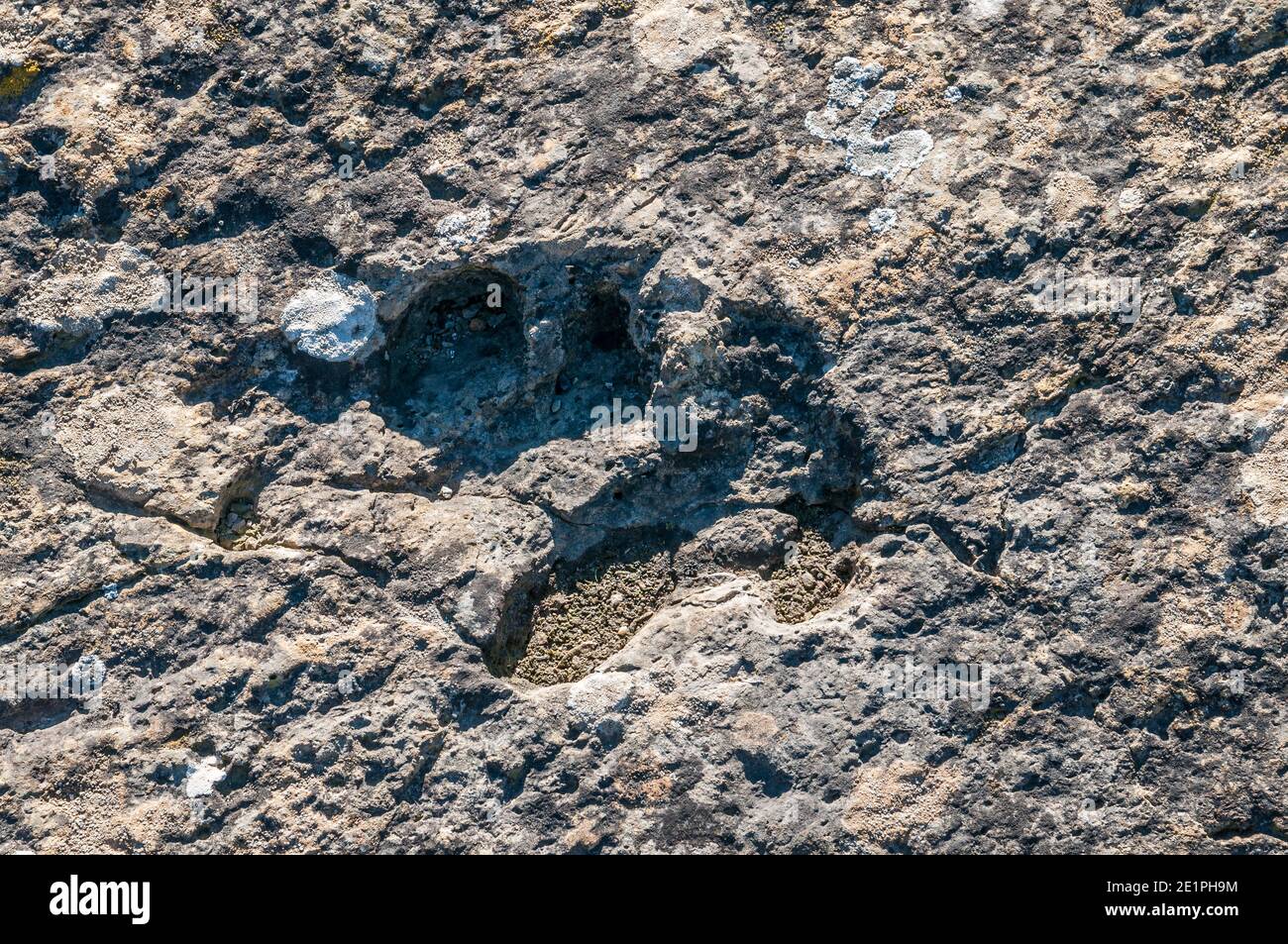 Ichnite, piste fossile, empreinte, Enteledon, Sant Mateu de Bages, Catalogne, Espagne Banque D'Images