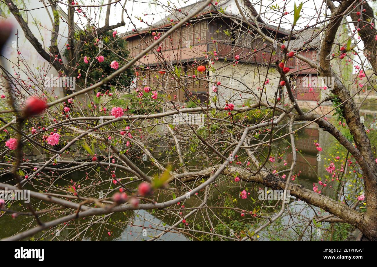 Typique village de l'eau chinois avec des anciennes maisons traditionnelles. Vue à travers des branches d'arbres en fleurs. Banque D'Images