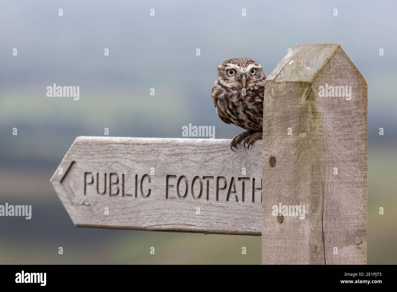 Petit hibou (Athene noctua), contrôlé, Cumbria, Royaume-Uni Banque D'Images