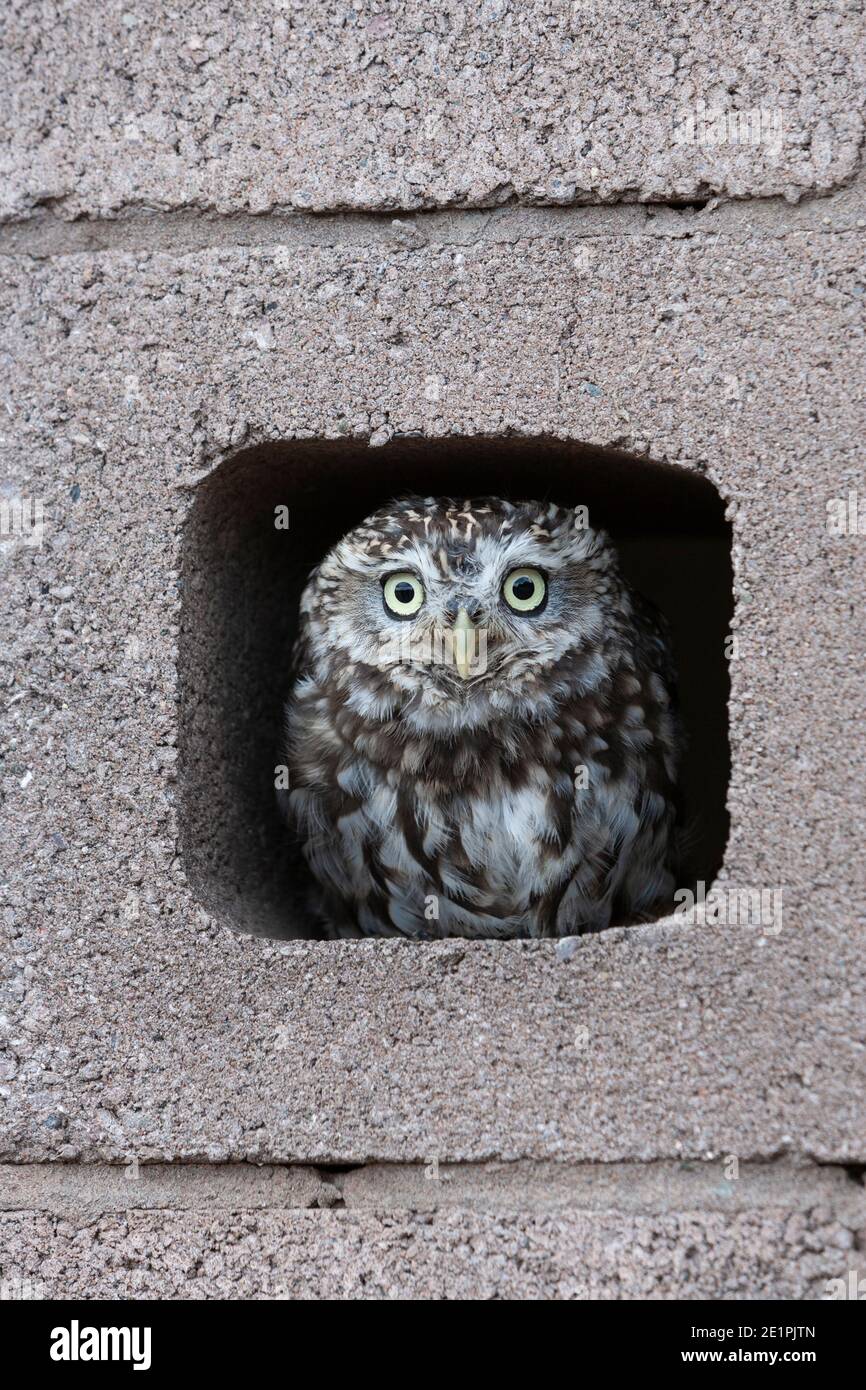 Petit hibou (Athene noctua), contrôlé, Cumbria, Royaume-Uni Banque D'Images