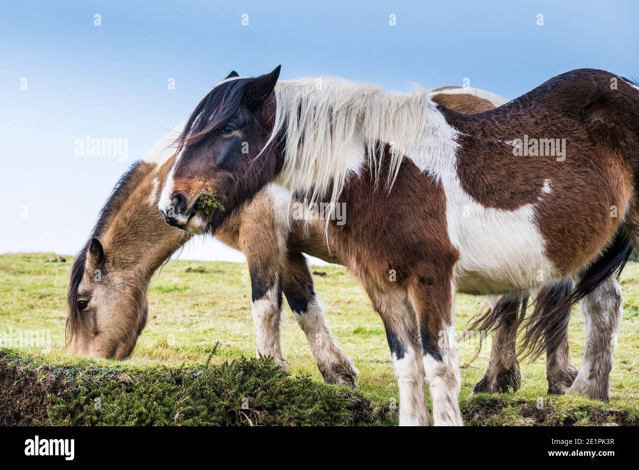Des étangs bodmin sauvages emblématiques qui paissent sur le bodmin Moor dans les Cornouailles. Banque D'Images
