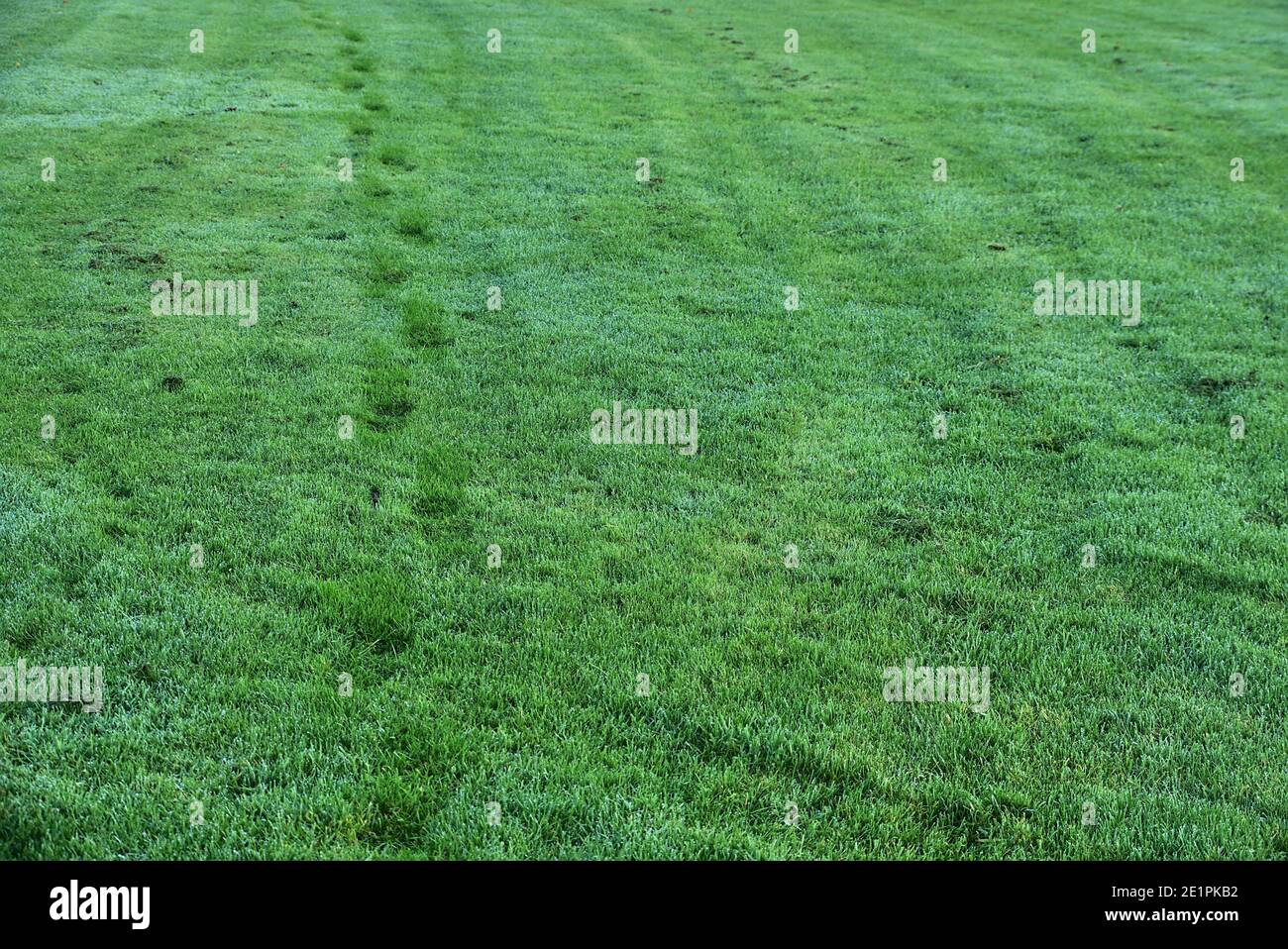 Empreintes de pas sur l'herbe automnale humide du matin. Un chemin marqué par un homme a marché à travers une pelouse rosée. Ballinteer, Dublin, Irlande Banque D'Images