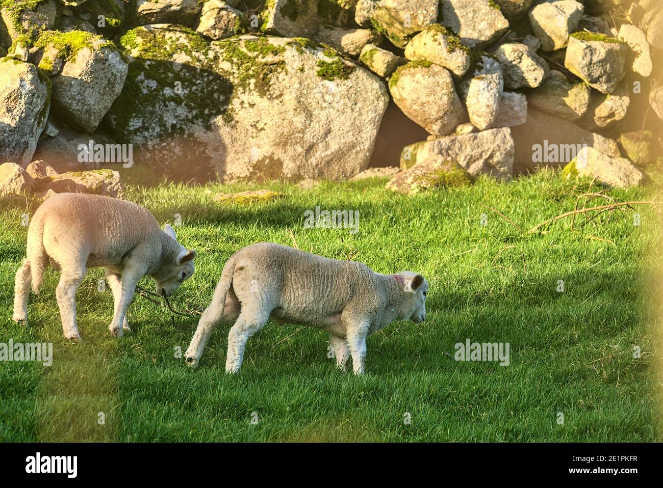 Belle et très mignonne agneaux pageant sur la pelouse dans la soirée ensoleillée le long de la route Cruagh (R116), Co. Dublin, Irlande Banque D'Images