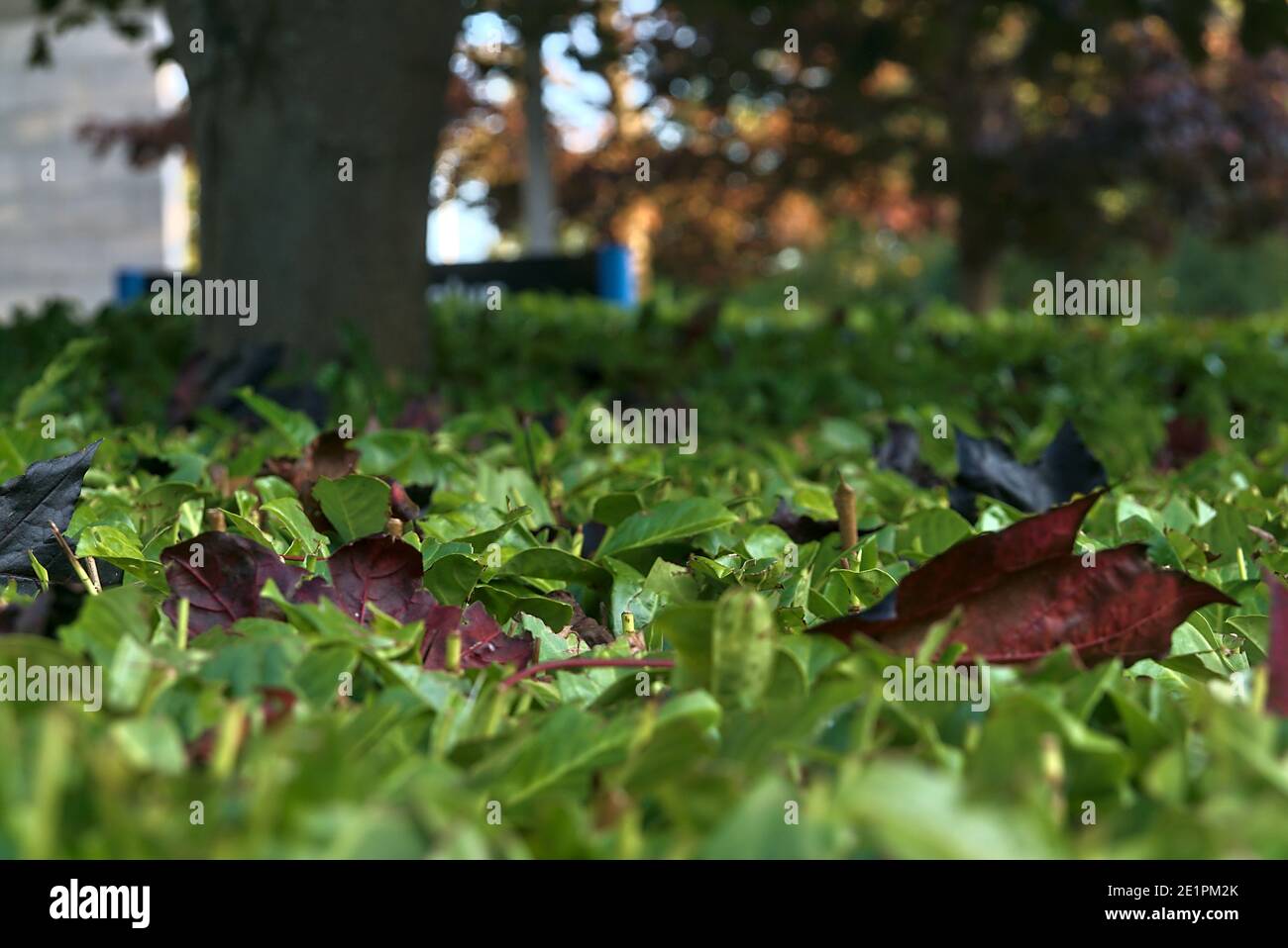 Belle vue sur les feuilles d'érable rouge (Crimson King) couchée sur le laurel (Laurus nobilis) Hedge, Dublin, Irlande. Mise au point douce et sélective. Copier l'espace Banque D'Images