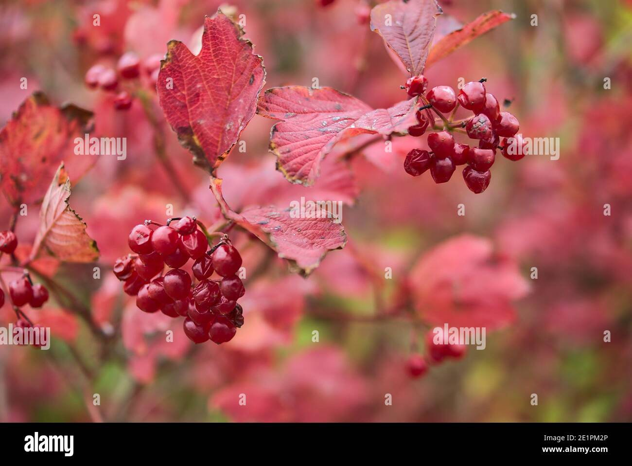 Superbe fond d'automne rouge de Viburnum avec baies et feuilles mûres rouges, Dublin, Irlande. Mise au point douce et sélective. Médecine alternative Banque D'Images
