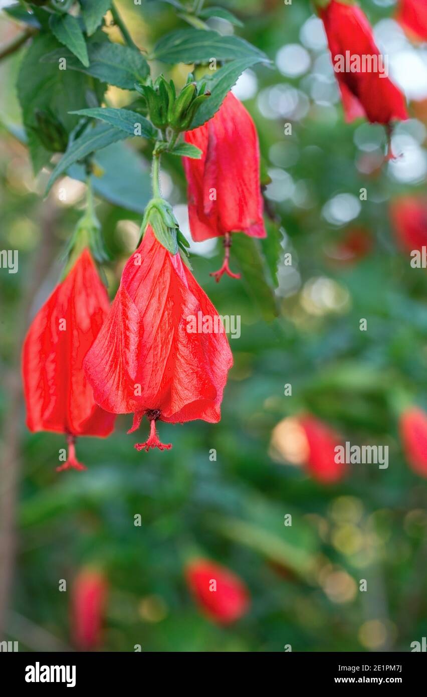 Belles fleurs rouges de Weigela gros plan Banque D'Images