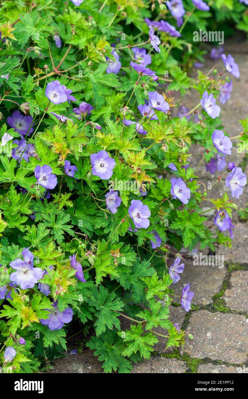 Fleur Rozanne Géranium Rozanne 'Gerwat' plante florale d'été avec une violette Fleur ...