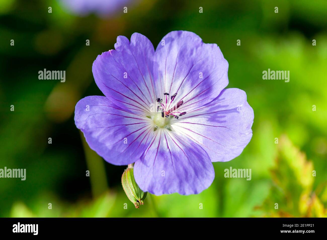 Fleur Rozanne Géranium Rozanne 'Gerwat' plante florale d'été avec une violette Fleur ...