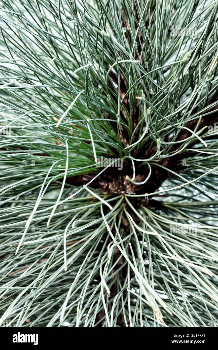 Résumé de Pinus Montezumae – aiguilles de Sheffield Park en gros plan, textures et motifs dans la nature Banque D'Images