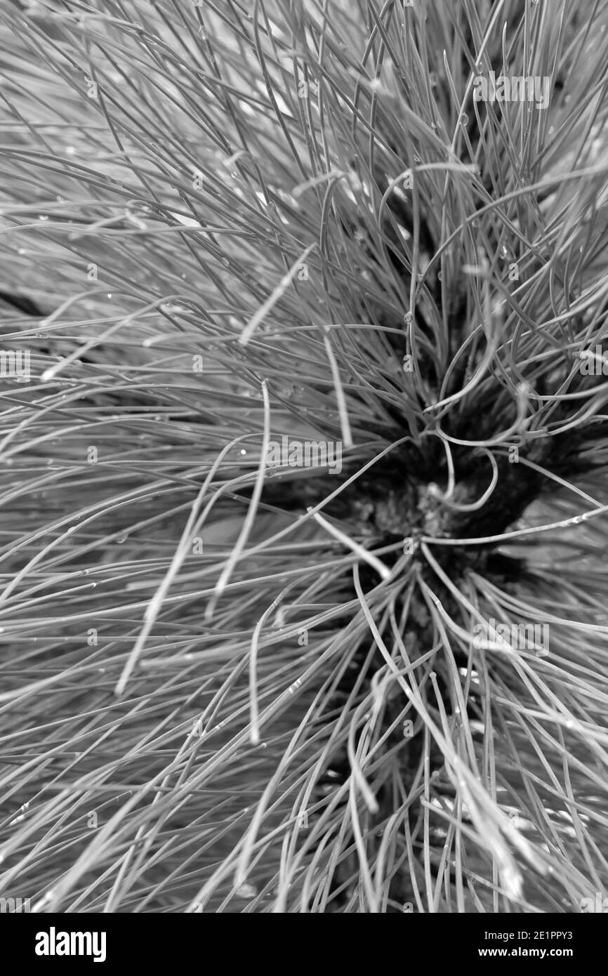 Résumé de Pinus Montezumae – aiguilles de Sheffield Park en gros plan, textures et motifs dans la nature Banque D'Images