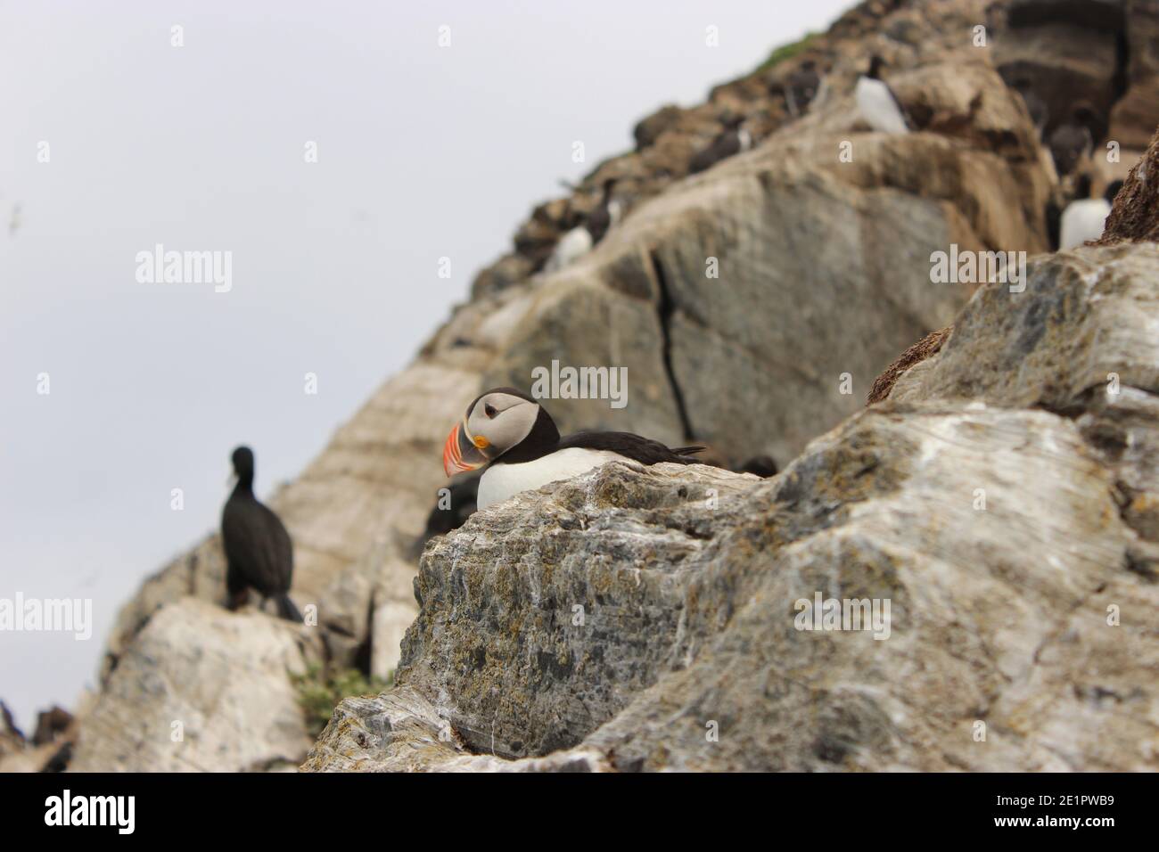 Oiseaux de macareux sauvages dans leur habitat naturel à Hornøya, Norvège Banque D'Images