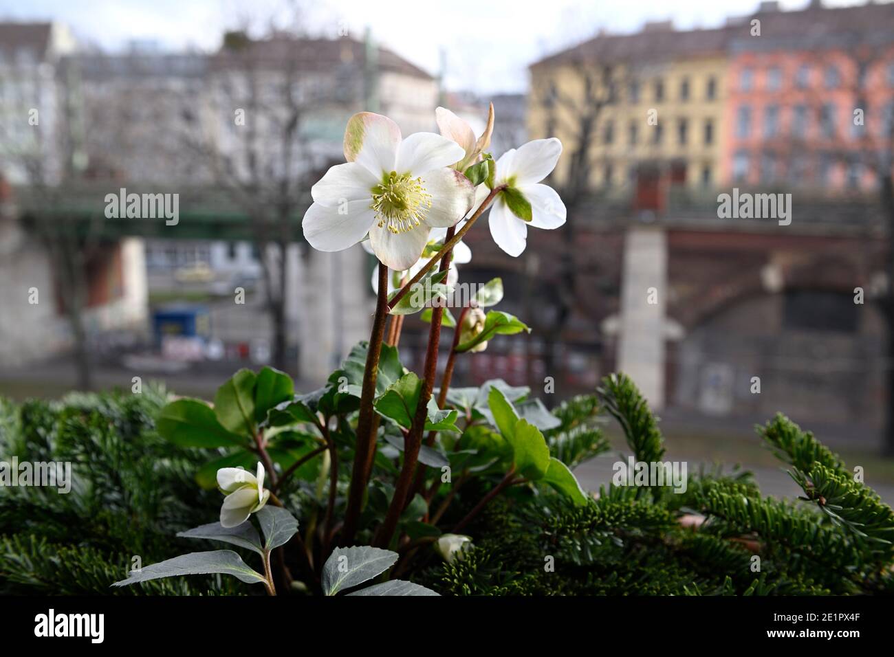 Roses enneigées (Helleborus niger) sur une bordure de fenêtre à Vienne Banque D'Images