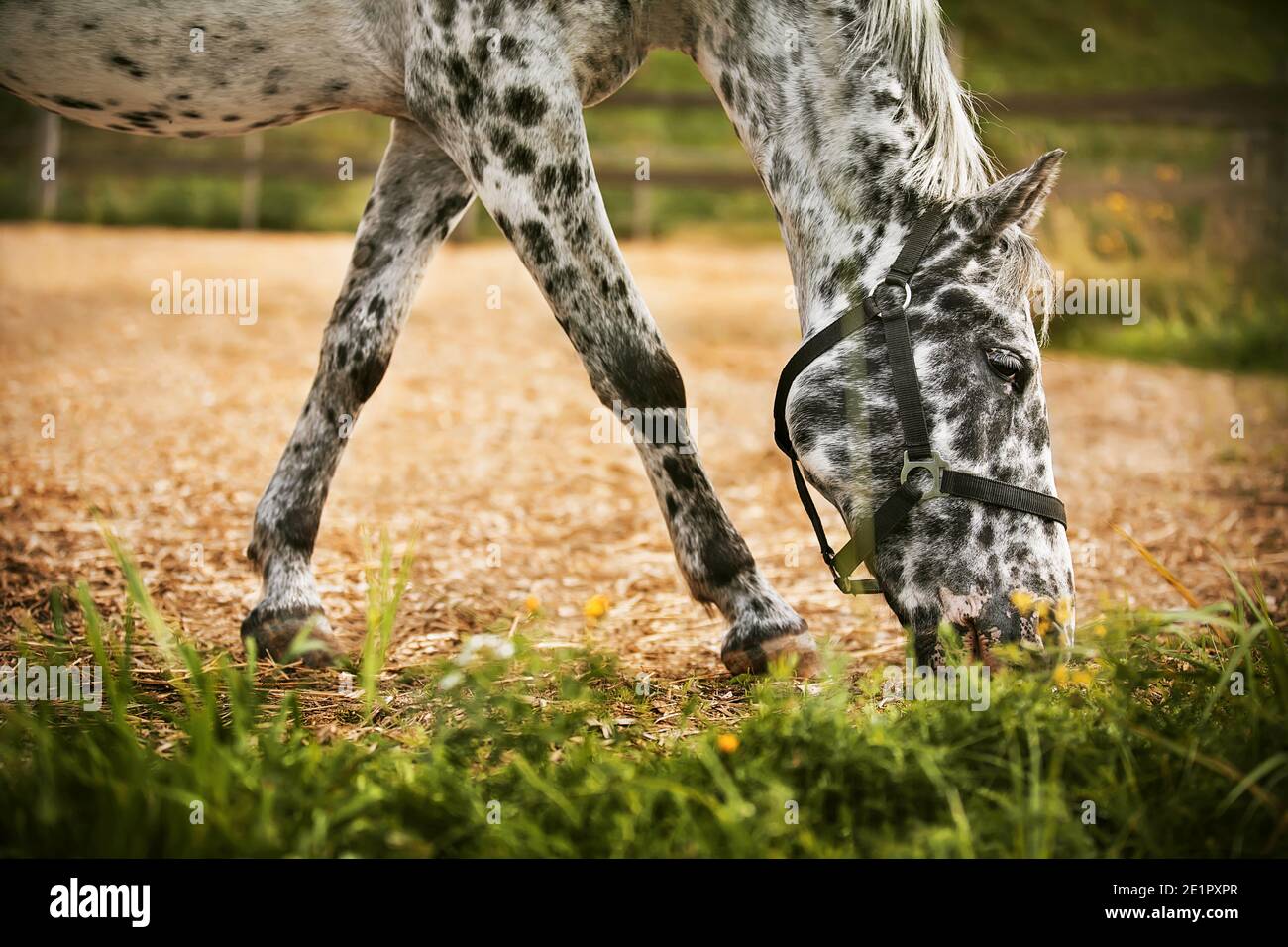 Mignon cheval noir et blanc tacheté manger de l'herbe fraîche dans la prairie sur la ferme en été. Industrie agricole. Banque D'Images