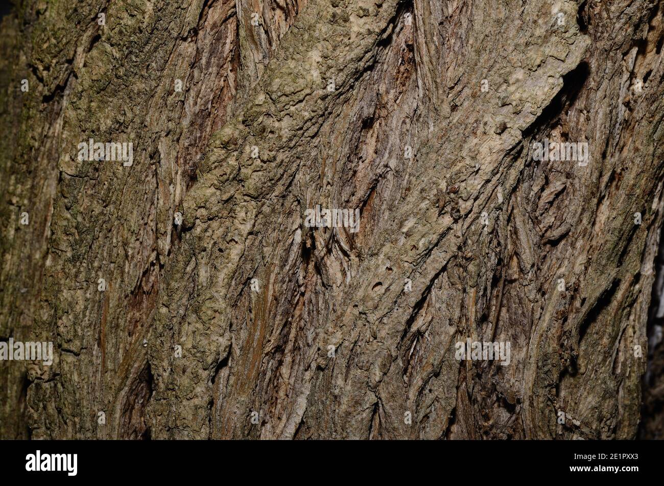 écorce d'un arbre dans la forêt Banque D'Images
