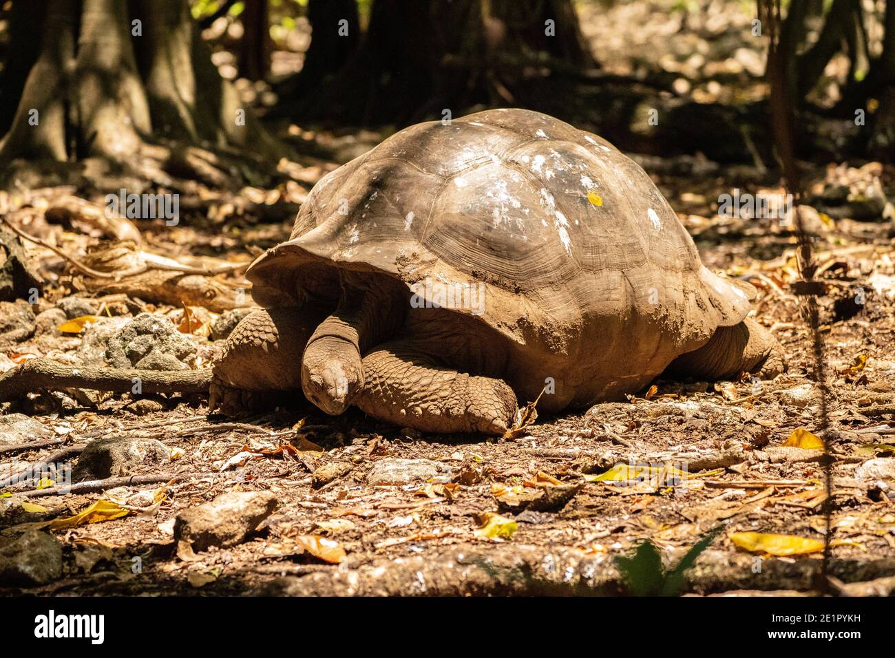 Aldabra tortue géante (Aldabchelys gigantea) Seychelles Banque D'Images