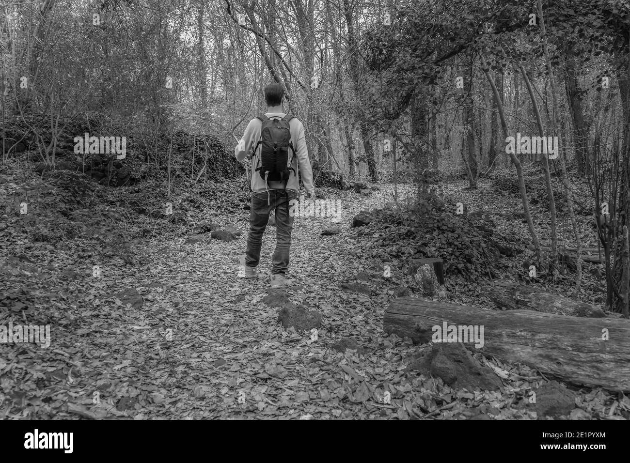 Homme marchant avec sac à dos en automne forêt d'hiver sentier.randonnée pédestre, voyage wanderlust concept style de vie.Noir et blanc style. Banque D'Images