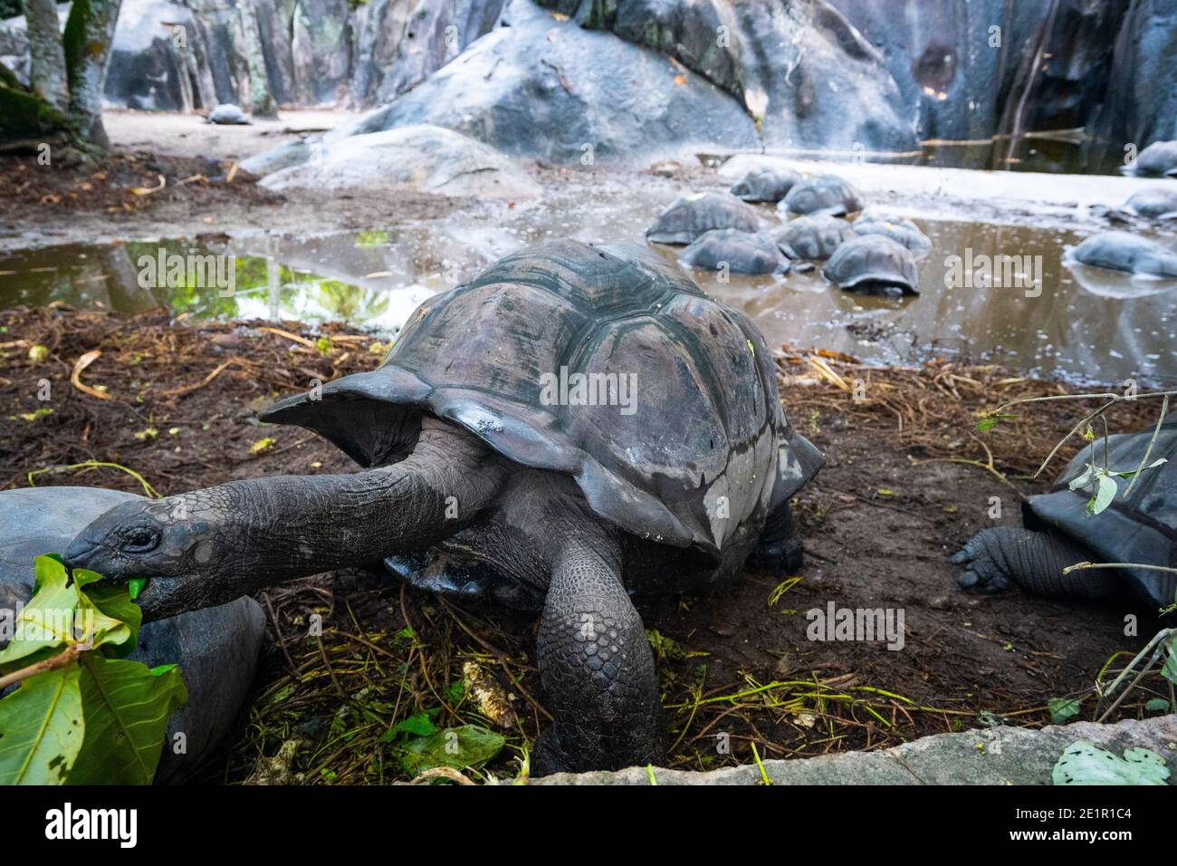 Aldabra tortue géante (Aldabchelys gigantea) Seychelles Banque D'Images