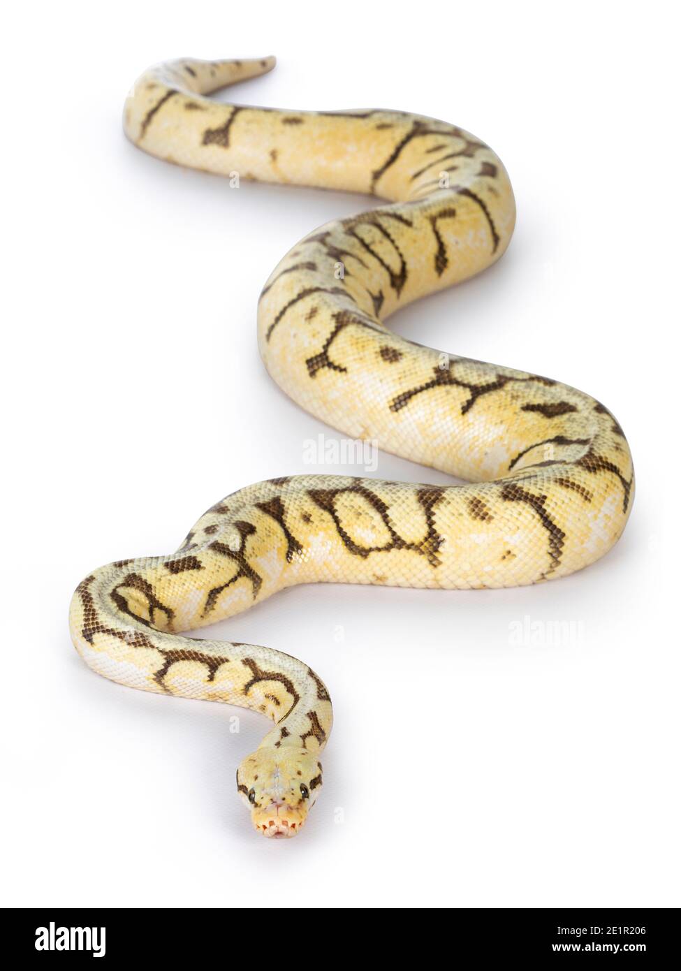 Vue de dessus de l'adulte de Killerbee Ballpython alias Python Regius. Isolé sur fond blanc. Banque D'Images