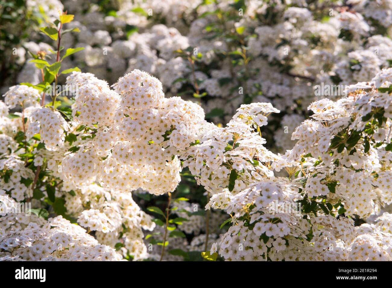Petites fleurs blanches rétro-éclairées en fleur Banque D'Images