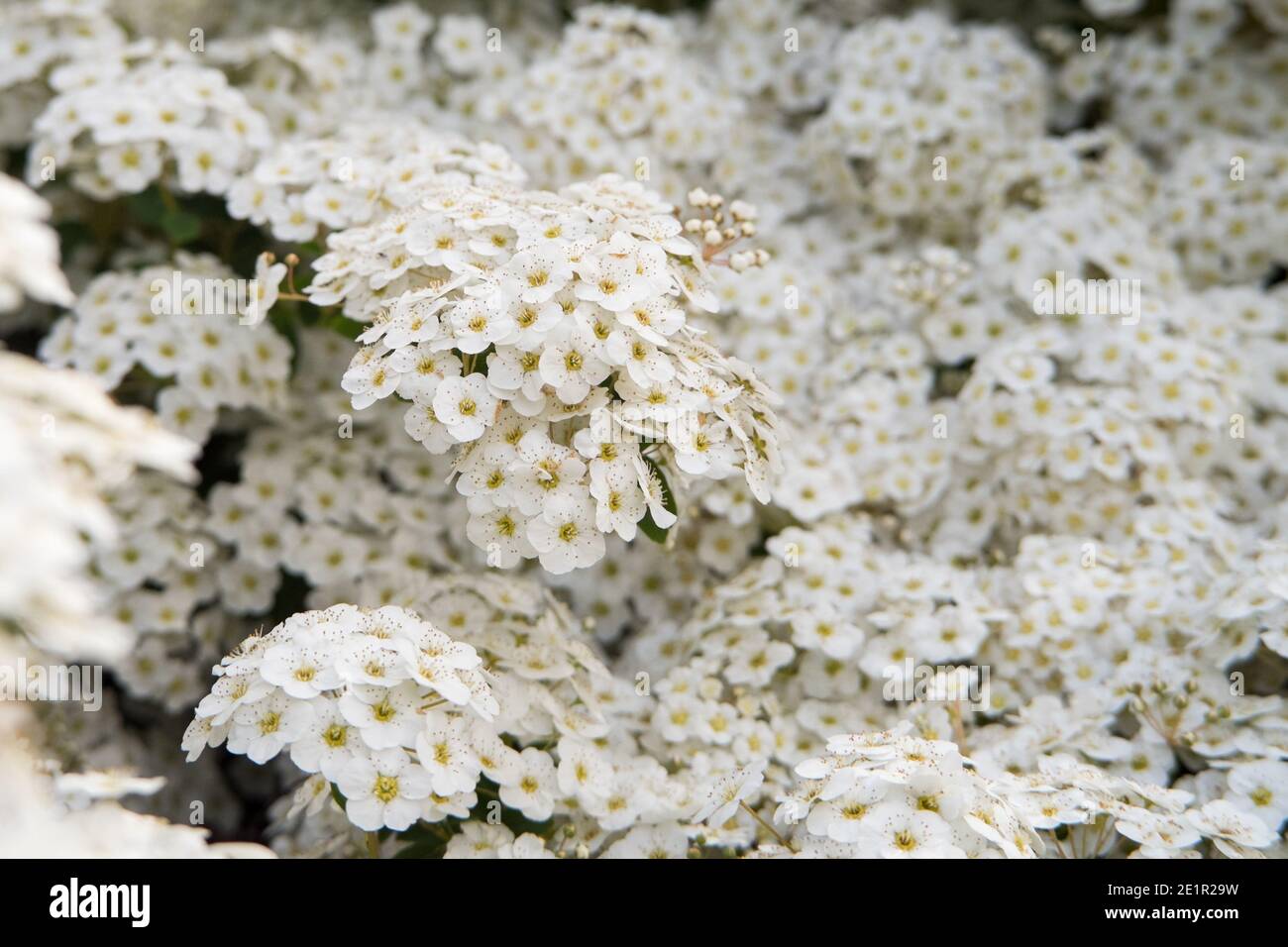 Petites fleurs blanches en fleur Banque D'Images