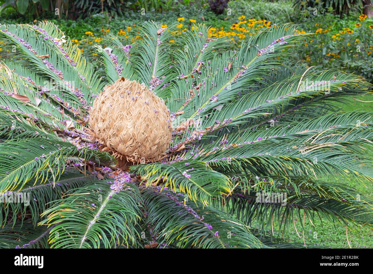 Cycas Pectinata à Jardim Municipal de Funchal, Madère Banque D'Images