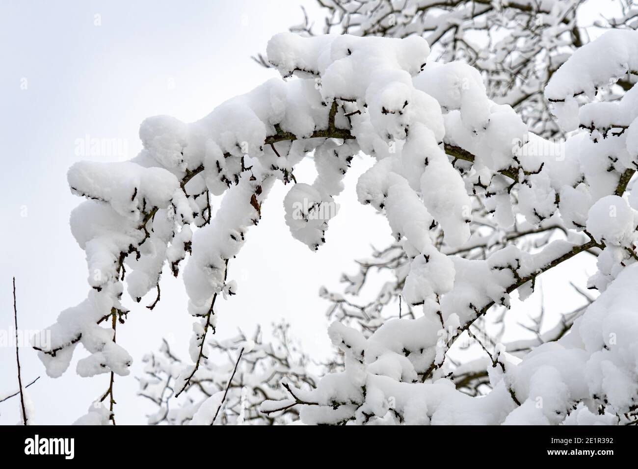 Branche se pliant sous le poids d'une chute de neige importante Banque D'Images