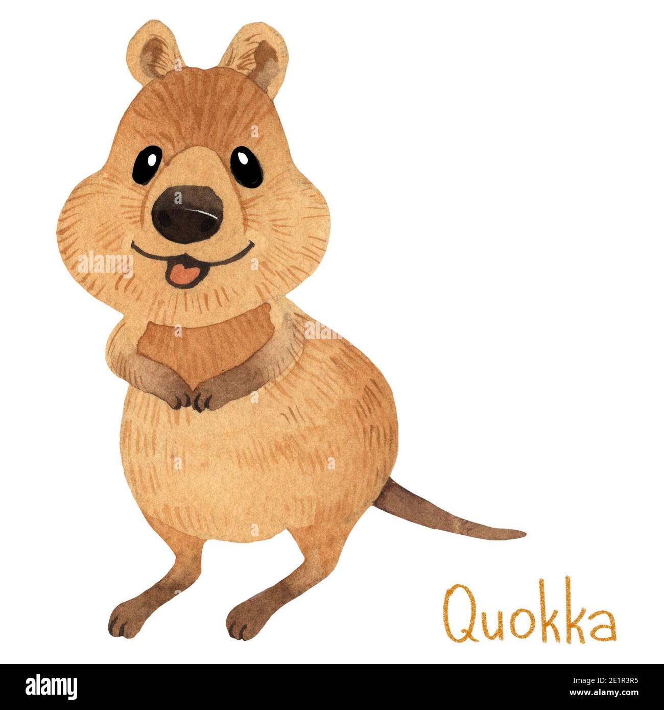 Un quokka australien souriant. L'art de l'aquarelle de Kawaii est mignon et dessiné à la main Banque D'Images