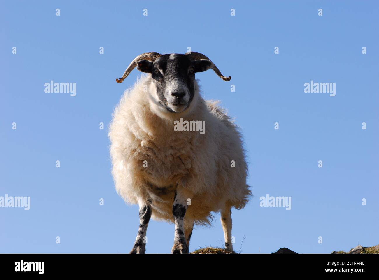 Gros plan sur les moutons à face noire Banque D'Images