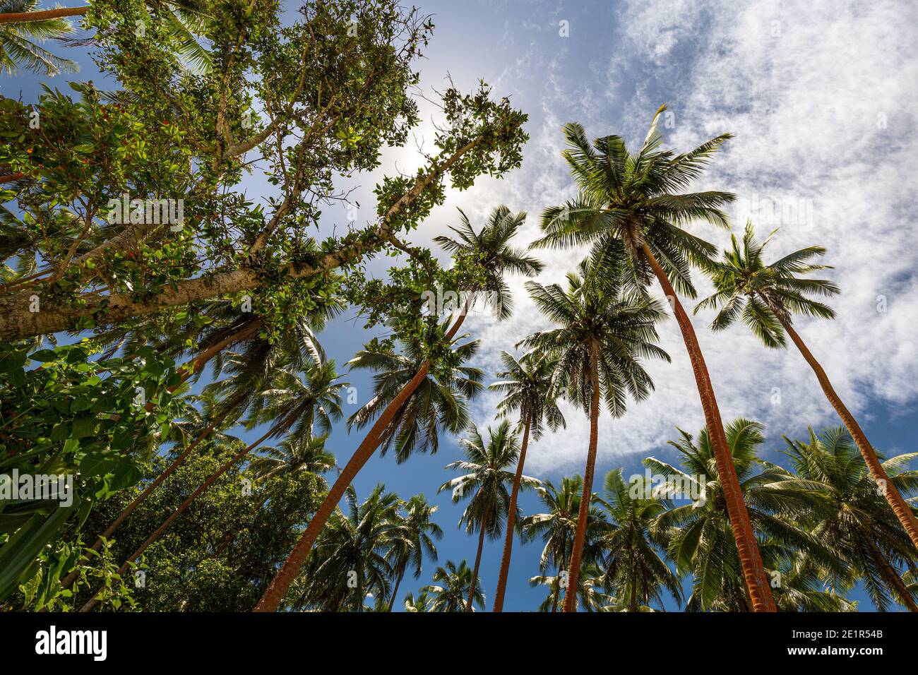 Palmiers contre le ciel ensoleillé sur l'île de Malekula, Vanuatu Banque D'Images