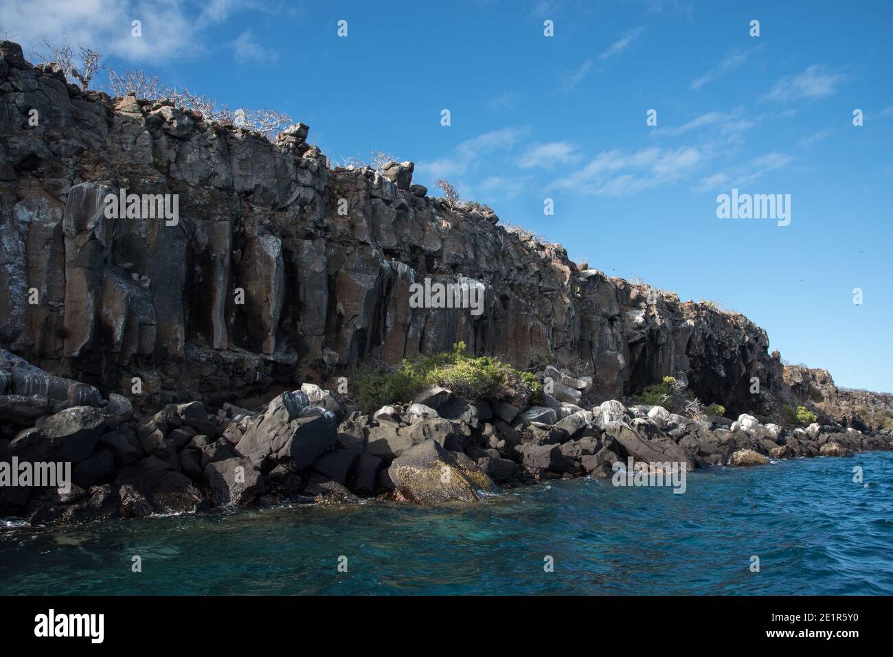 Les arbres de Palo santo poussent au-dessus de la côte rocheuse de lave de l'île plate North Seymour dans l'archipel des Galapagos. Banque D'Images