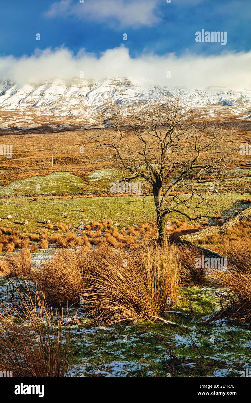 Paysage d'hiver d'un arbre et montagne enneigée à Mallerstang près de Kirkby Stephen, parc national de Yorkshire Dales, Angleterre, Royaume-Uni. Banque D'Images