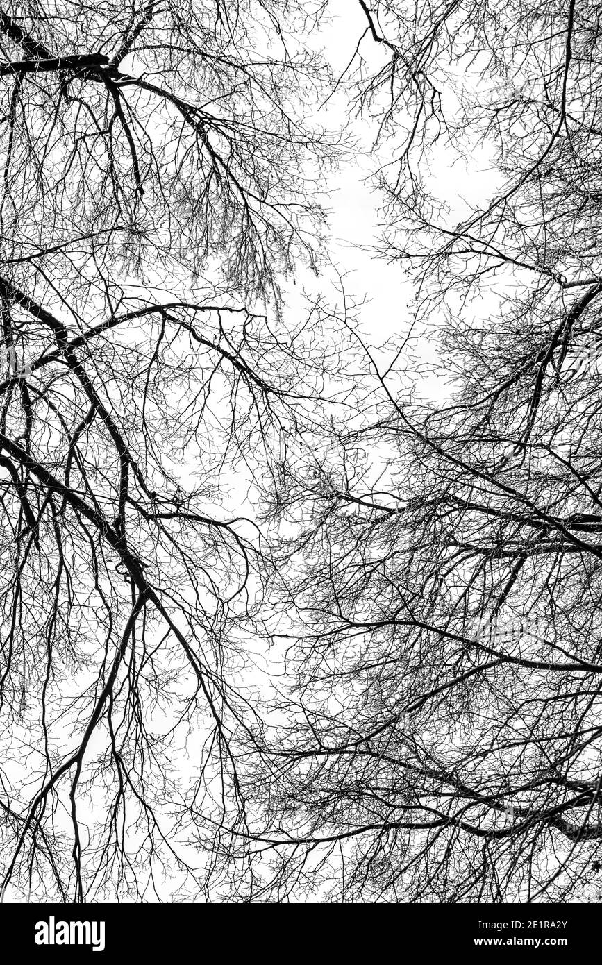 Vue du ciel des branches d'arbre sur fond noir blanc Banque D'Images