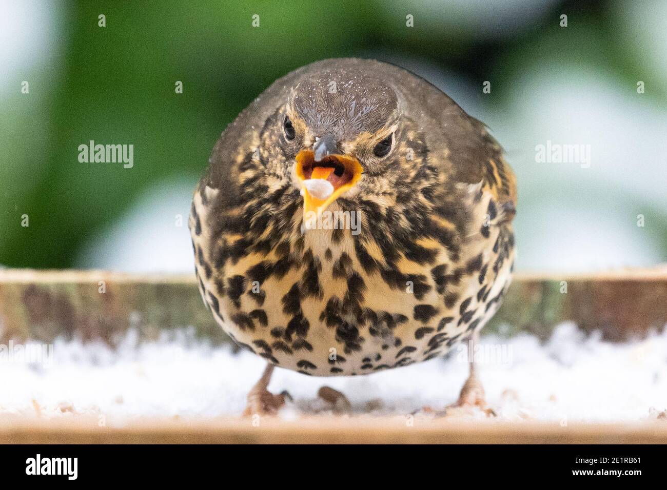 Killéarn, Stirlingshire, Écosse, Royaume-Uni. 9 décembre 2020. Météo au Royaume-Uni - une chanson à l'air chaud Grush hungrily mangeant des graines de tournesol sur une table d'oiseaux enneigée dans un jardin de Stirlingshire crédit: Kay Roxby/Alay Live News Banque D'Images