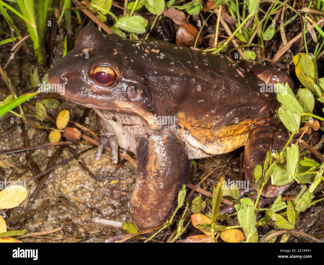 Bullfrog mâle de Knudsen (Leptodactylus knudseni) Au bord d'un étang dans l'Amazonie équatorienne Banque D'Images