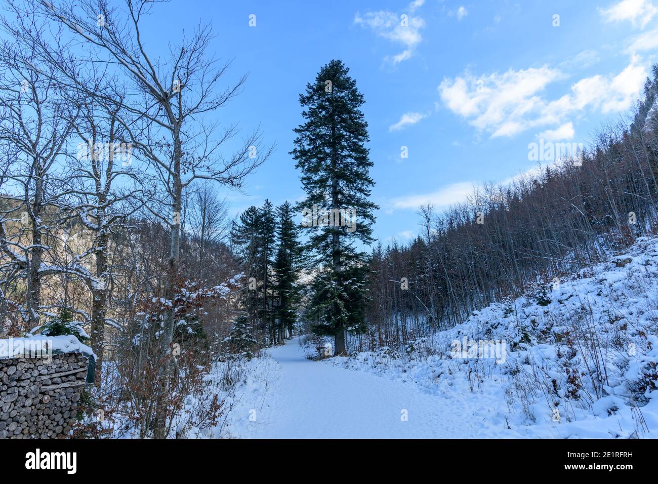 sapin géant près du lac langbathsee dans le haut de l'autriche région salzkammergut Banque D'Images