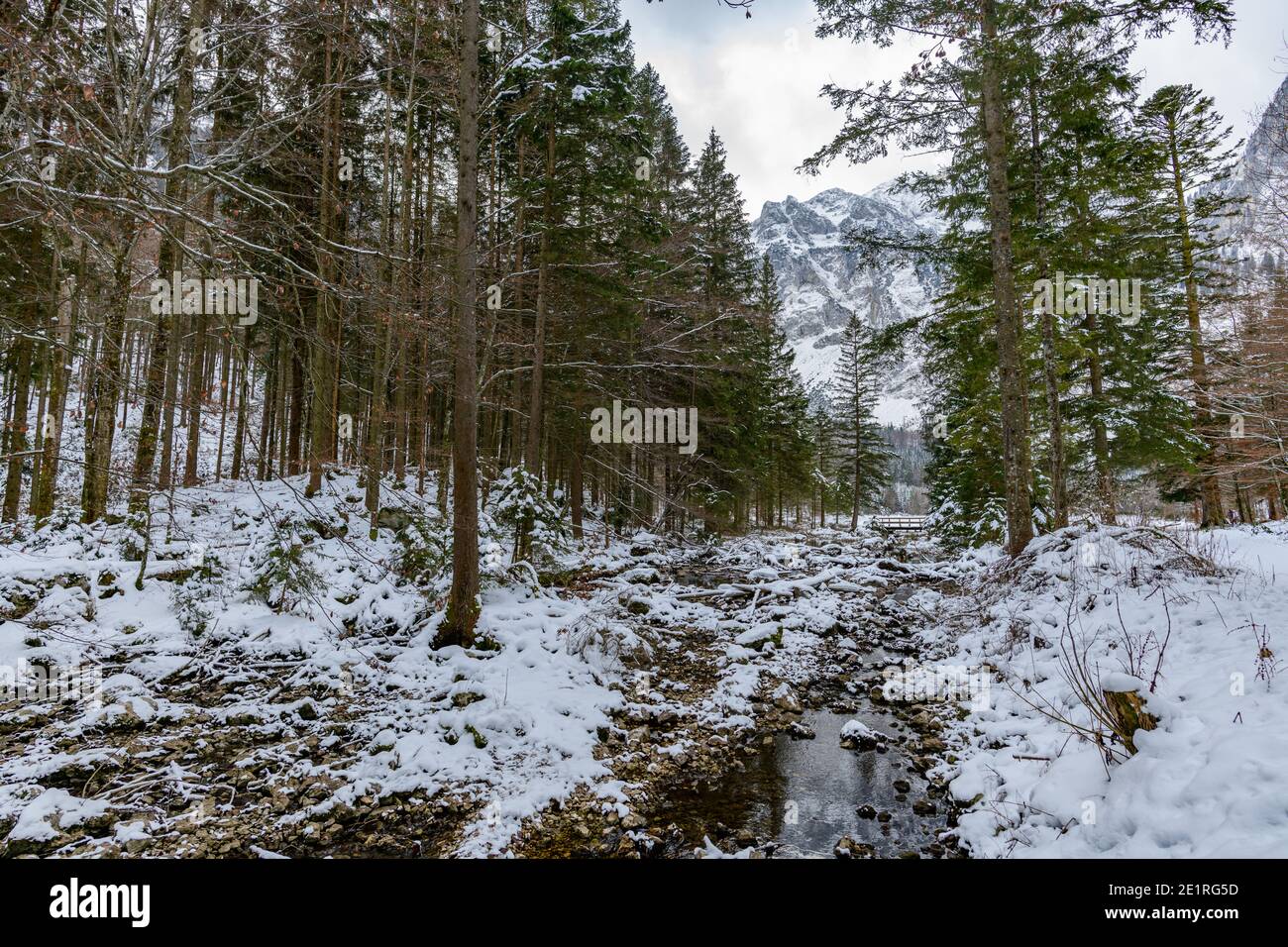 arbre de rivière près du lac langbathsee dans la région autrichienne supérieure salzkammergut Banque D'Images