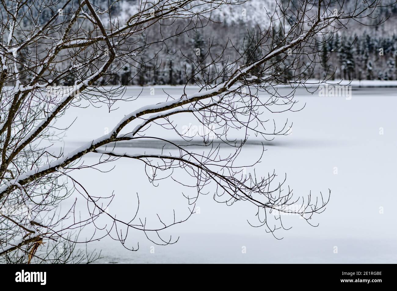 arbre à proximité du lac d'offensee, haute-autriche Banque D'Images