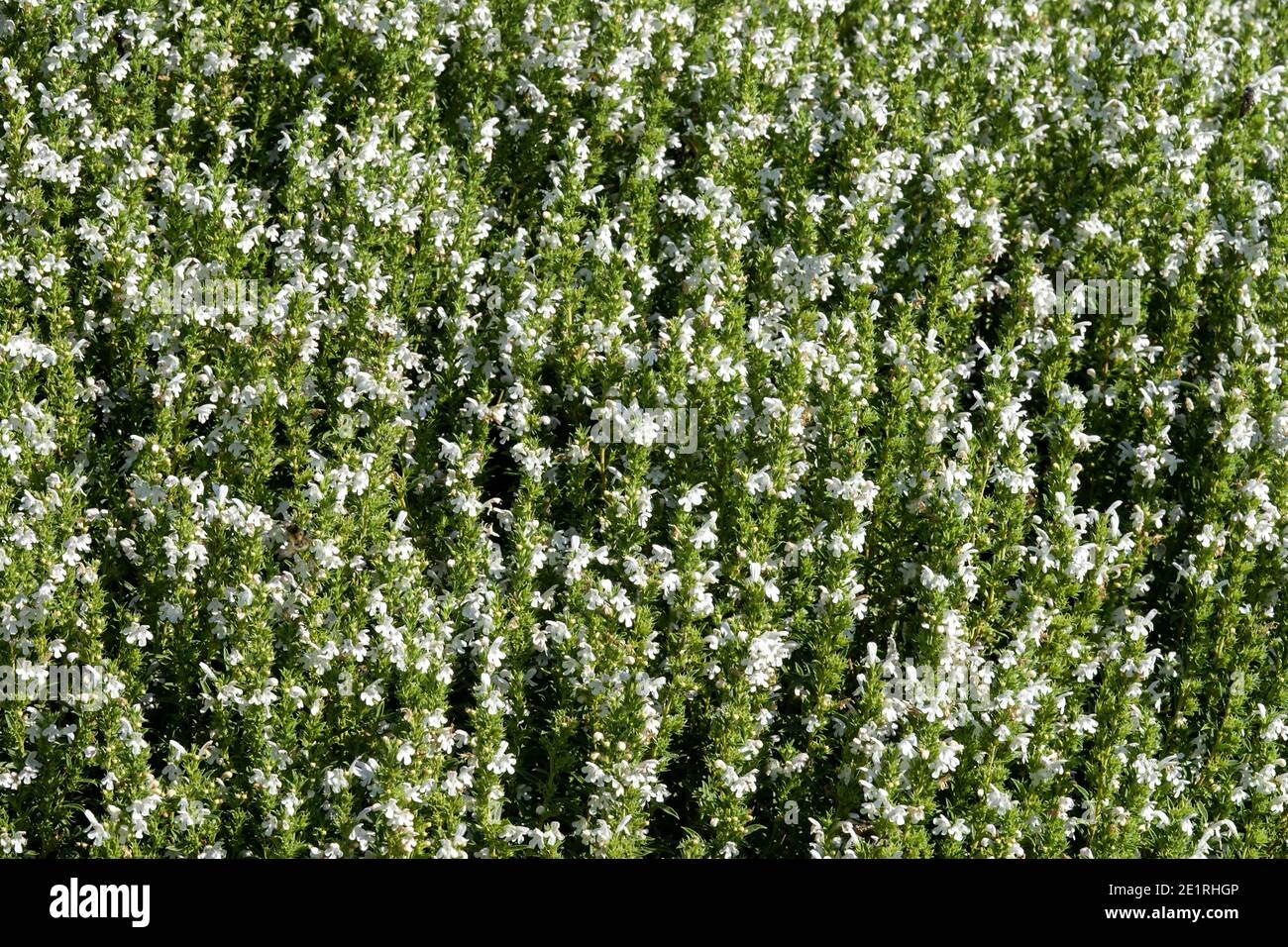 Satureja montana hiver salé Satureja White floraison jardin culinaire plantes herbes culinaires plantes plantes plantes plantes plantes plantes plantes plantes plantes plantes plantes fleurs jardin Banque D'Images