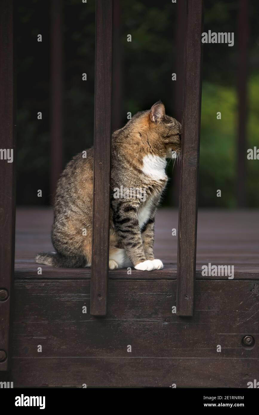 joyeux chat jouant sur une terrasse Banque D'Images