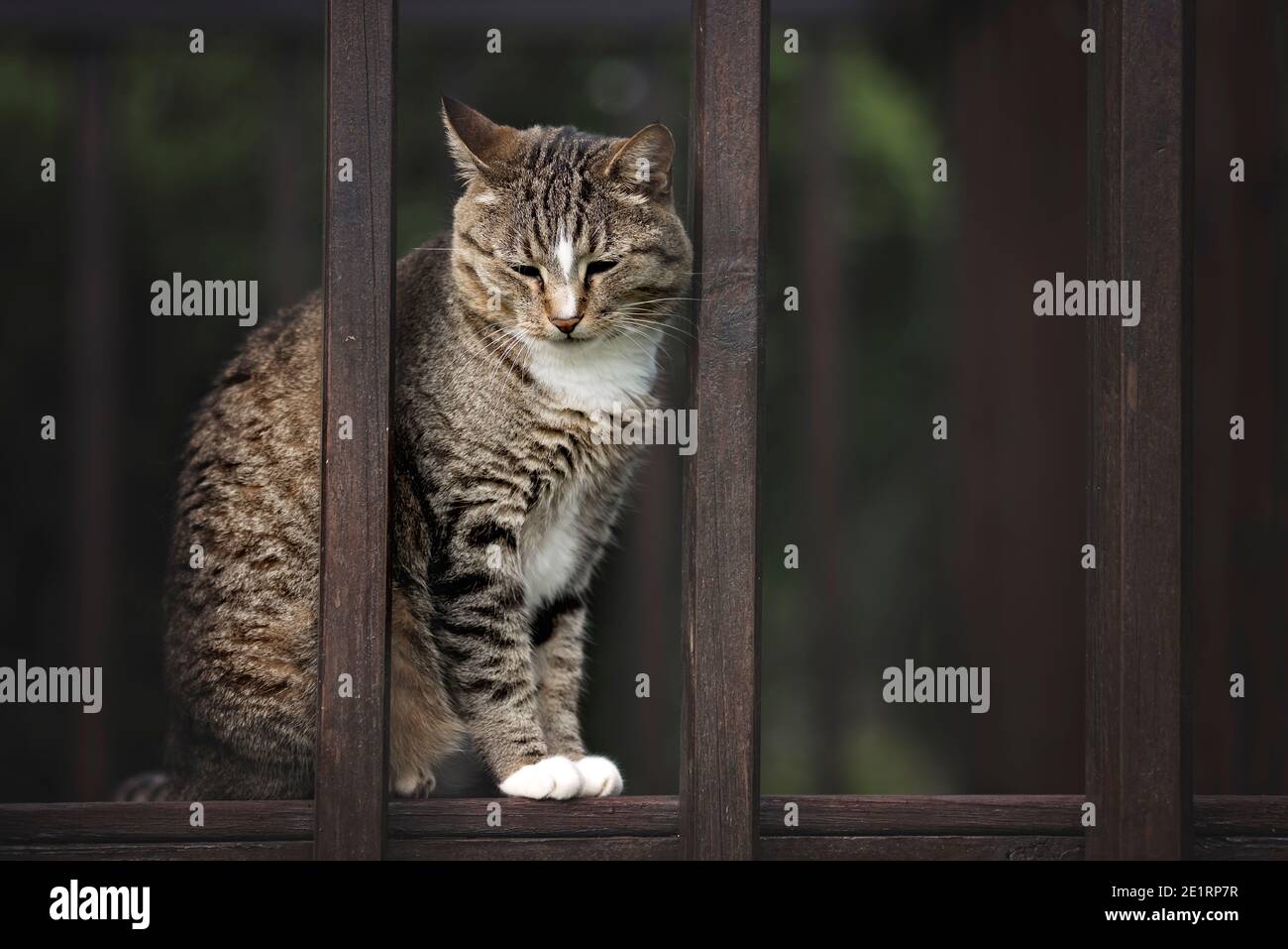 joyeux chat jouant sur une terrasse Banque D'Images