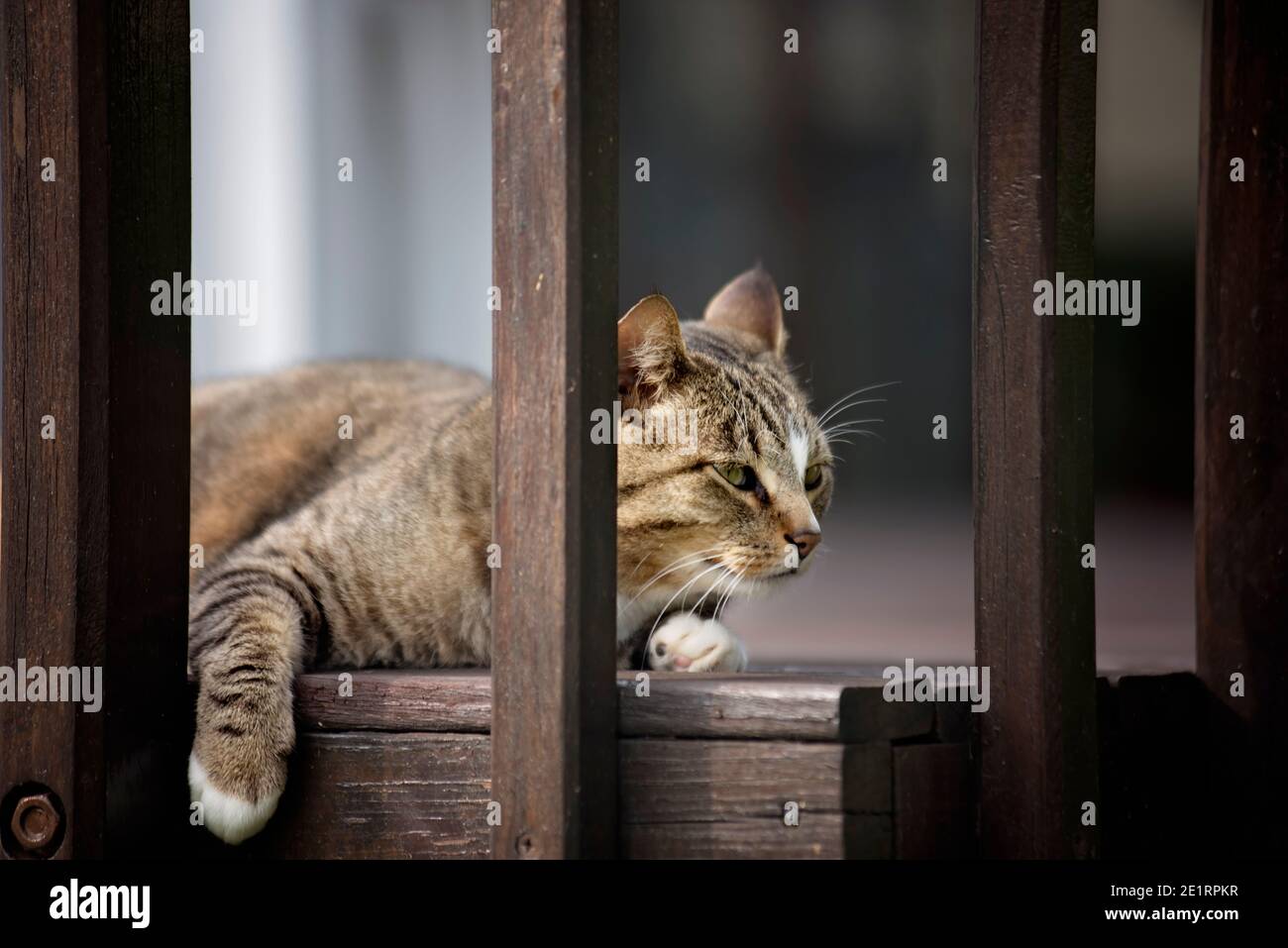 joyeux chat jouant sur une terrasse Banque D'Images