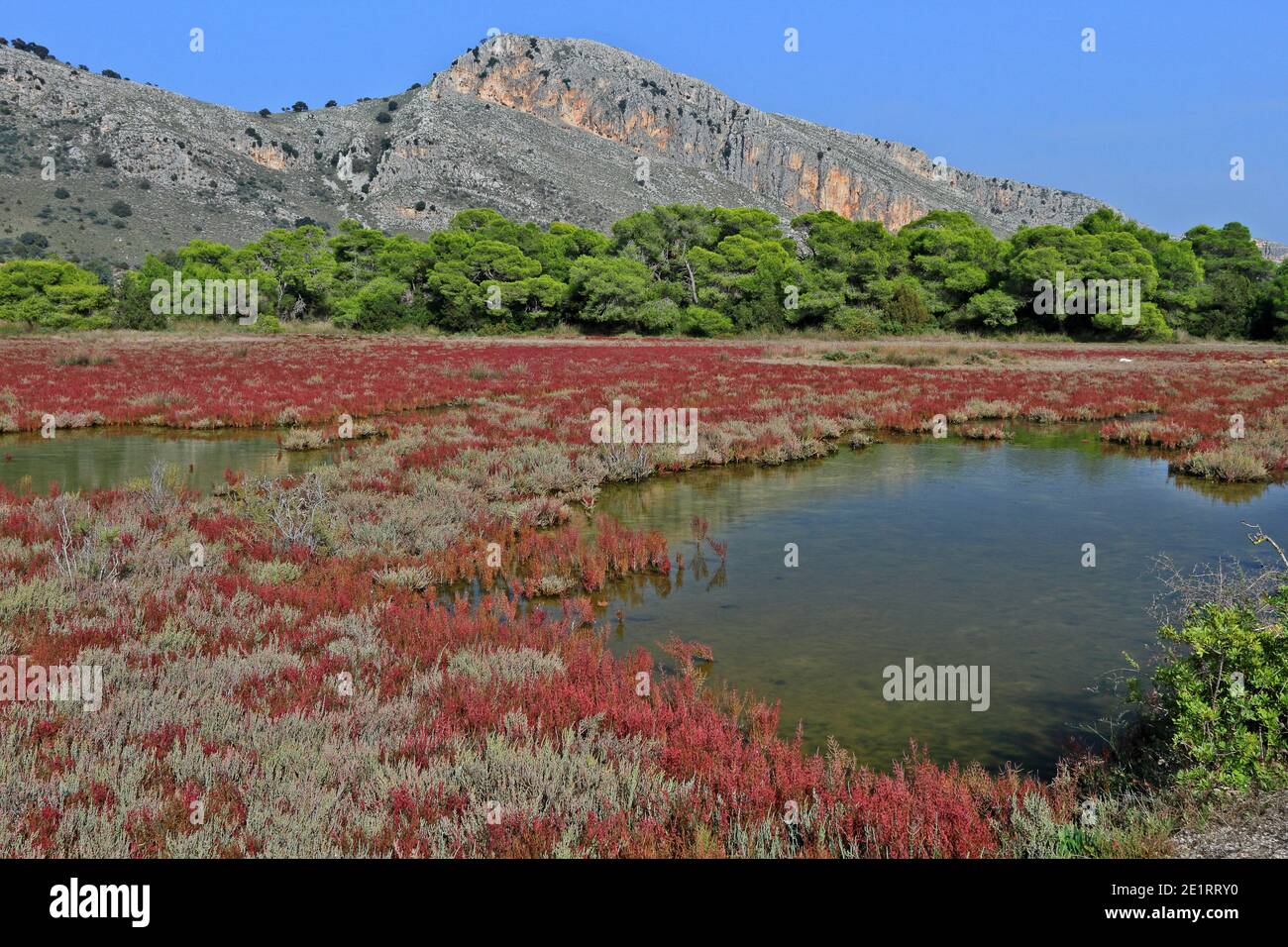 Vue sur la forêt humide de Strofylia, protégée par la Convention de Ramsar, dans la région de l'Achaïa, Péloponnèse, Grèce, Europe Banque D'Images