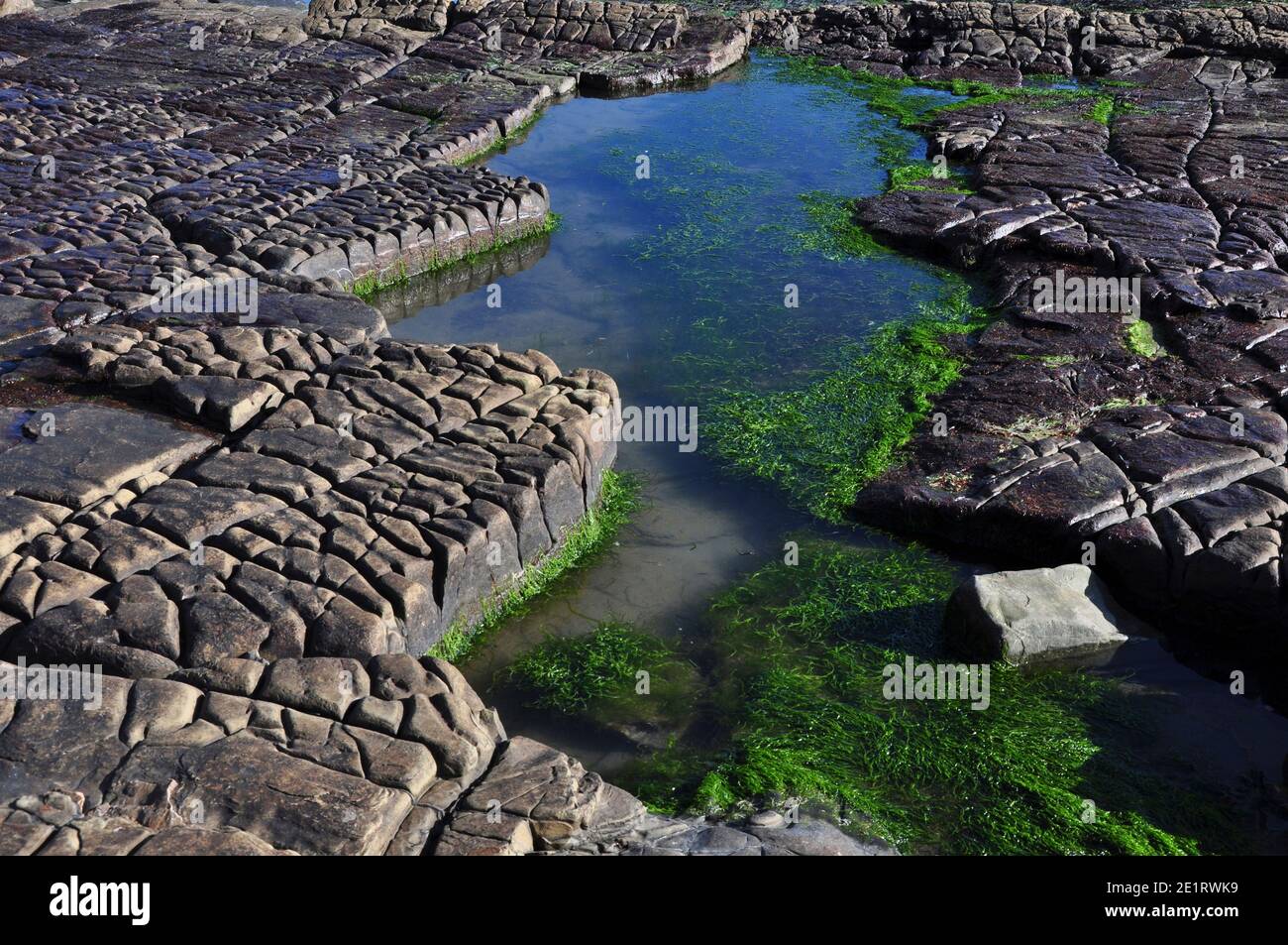 Piscine de roche dans les appartements dolomite lit de roche, Kimmeridge Bay, Dorset Banque D'Images