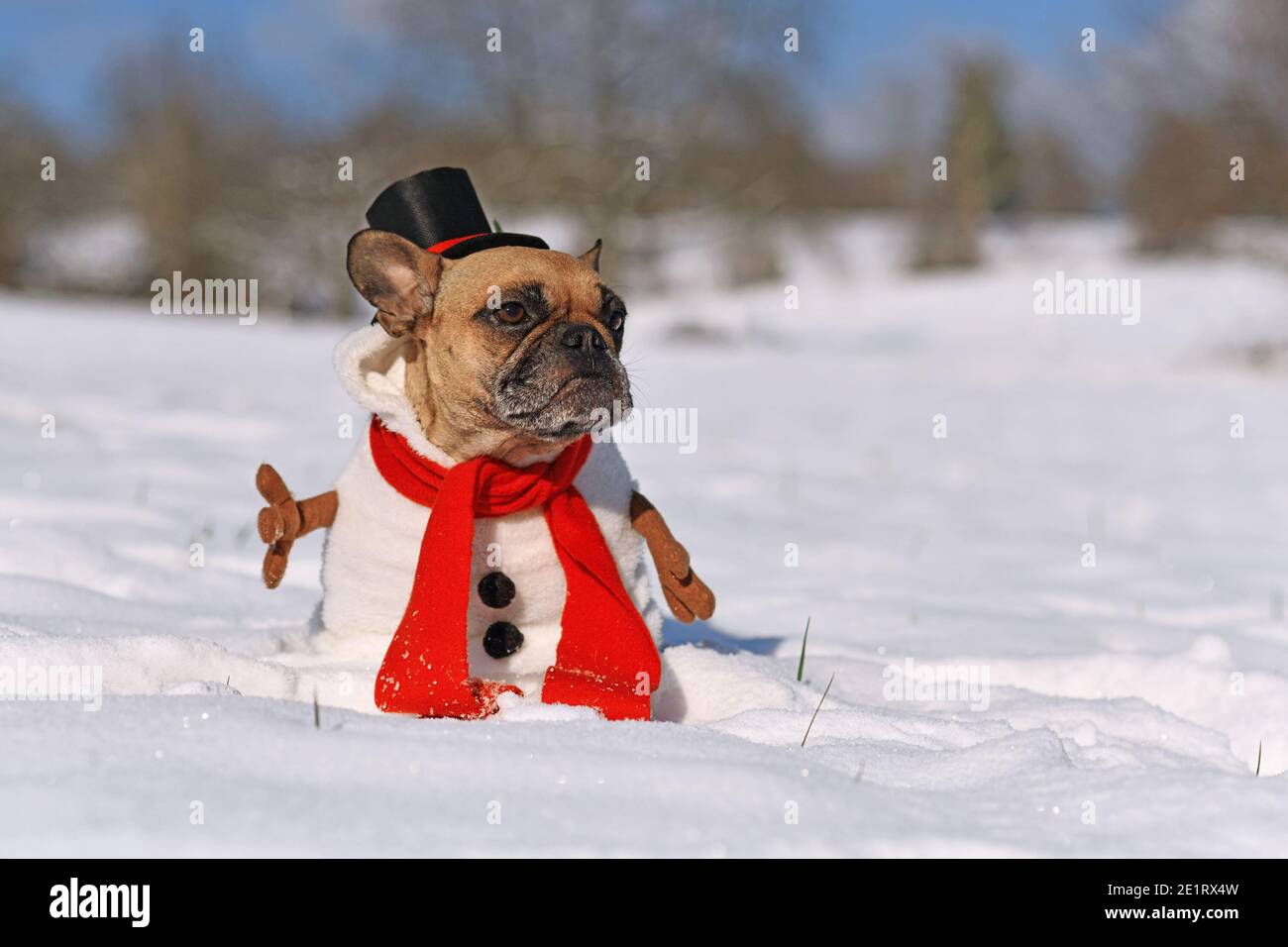 Drôle de chien Bulldog français habillé comme bonhomme de neige avec costume de corps complet avec foulard rouge, faux bras de bâton et chapeau haut dans le paysage de neige d'hiver Banque D'Images